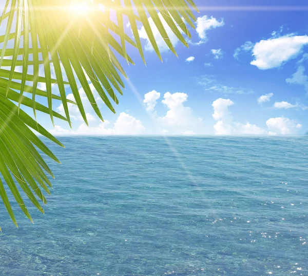 Hojas de palmera sobre playa tropical — Foto de Stock