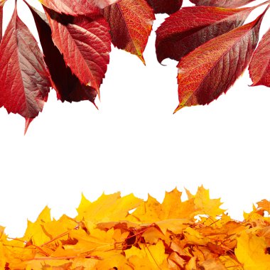 Düşen yaprakları renkli sonbahar