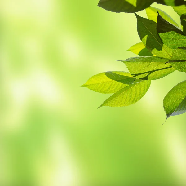 Paesaggio con foglie verdi — Foto Stock