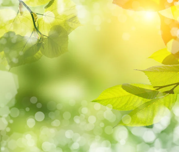 Abstrakter natürlicher Hintergrund — Stockfoto