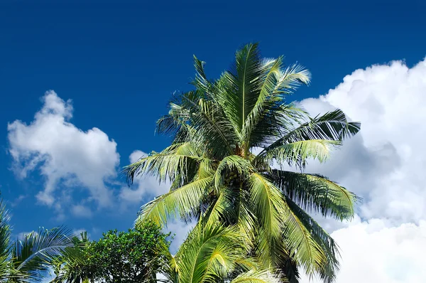 Palma deixa sobre praia tropical — Fotografia de Stock