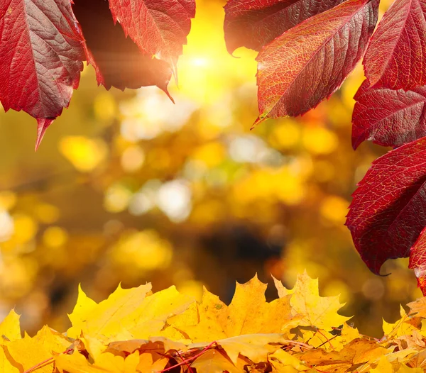 Herfst Park en bladeren — Stockfoto