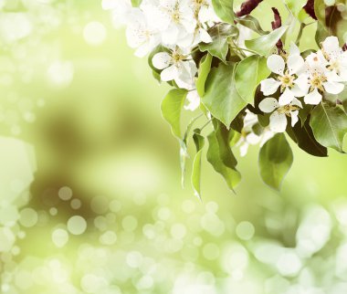 bir kuş-kiraz ağacının çiçekleri