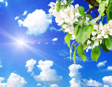 taze yeşil yaprakları ile ağacı