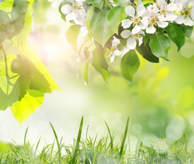 Yaprakları ve kuş-kiraz ağacı