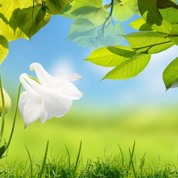 Prado com flores sob o céu — Fotografia de Stock