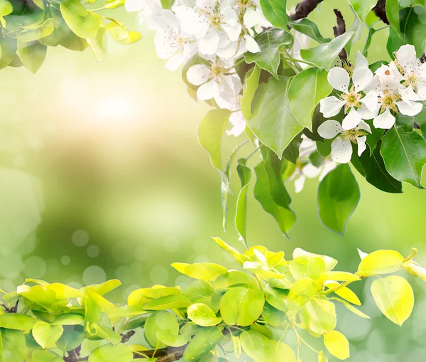 Blüten eines Vogel-Kirschbaums — Stockfoto