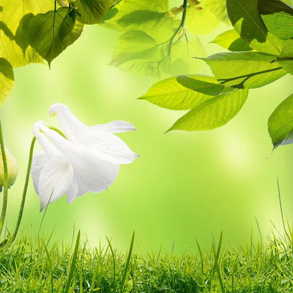 Prado com flores de verão — Fotografia de Stock