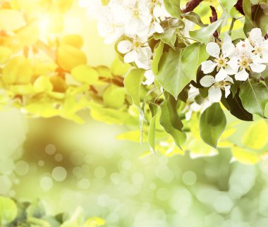 Çiçek açan kiraz ağacı