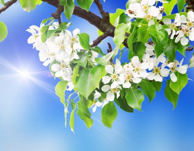 Çiçek açan kiraz ağacı