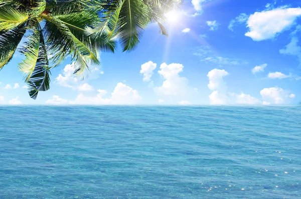 Foglie di palma sulla spiaggia tropicale — Foto Stock