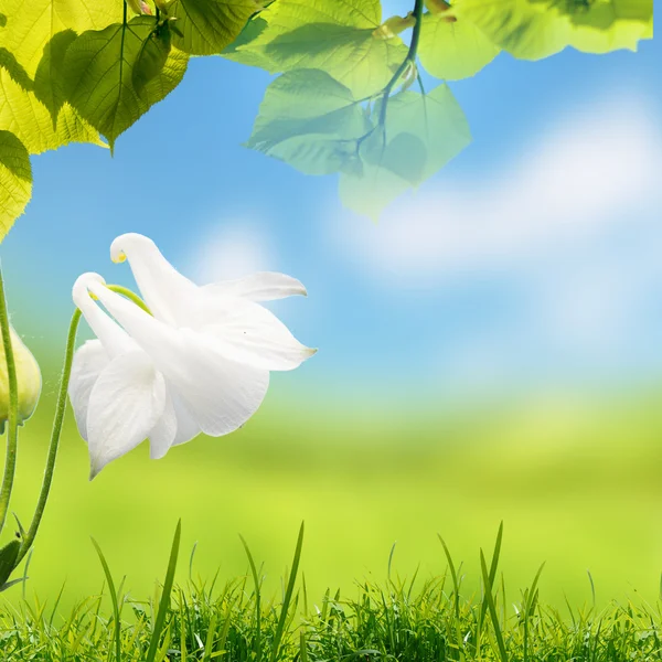 Blooming dandelion flowers — Stock Photo, Image