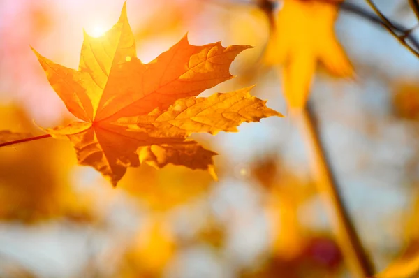 Autumn yellow foliage — Stock Photo, Image
