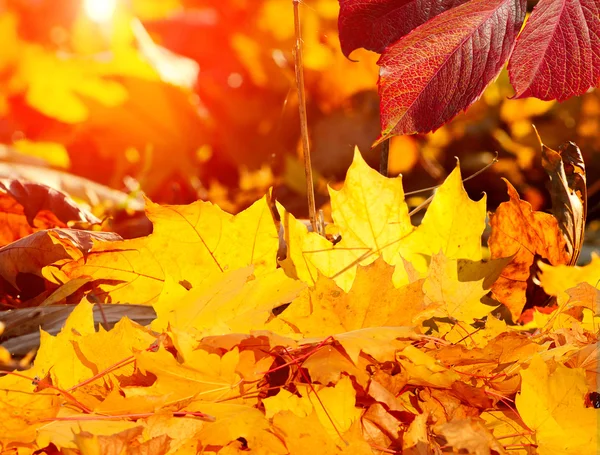 Gouden gele bladeren — Stockfoto