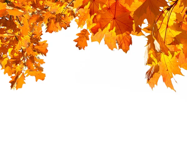 Autumn  yellow leaves — Stock Photo, Image