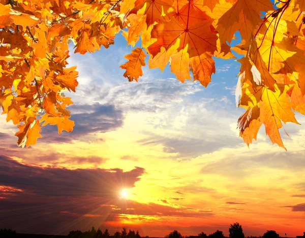 Gele herfstbladeren — Stockfoto