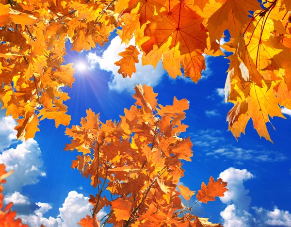 Yellow autumn  leaves — Stock Photo, Image