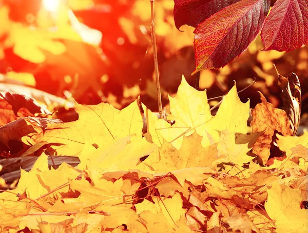 Herfstbladeren in het bos — Stockfoto