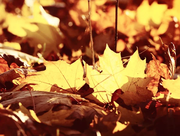 Herfstbladeren in het bos — Stockfoto