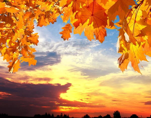 Gele herfstbladeren — Stockfoto