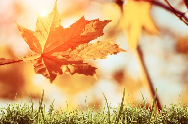 Foglie autunnali nella foresta — Foto Stock