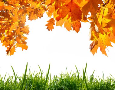 Sarı sonbahar yaprakları