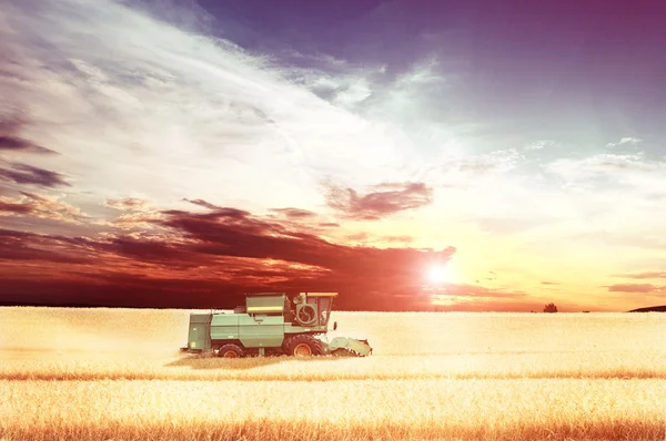 Combine working on the large wheat field — Stock Photo, Image