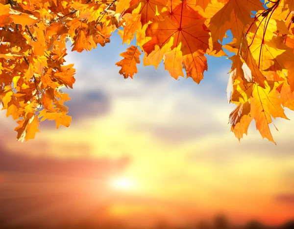 Foglie cadute nella foresta autunnale — Foto Stock