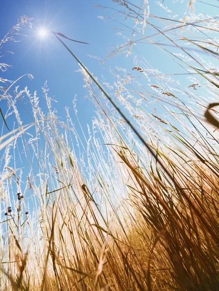 Grünes Gras und blauer Himmel — Stockfoto