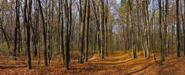 Floresta de outono — Fotografia de Stock