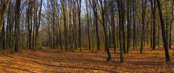 Herbstwald Stockbild