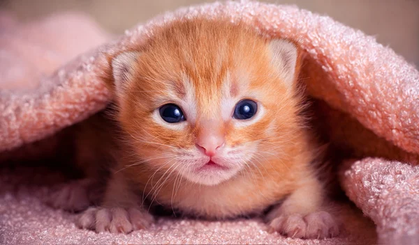 Kırmızı Tabby yavru kedi — Stok fotoğraf