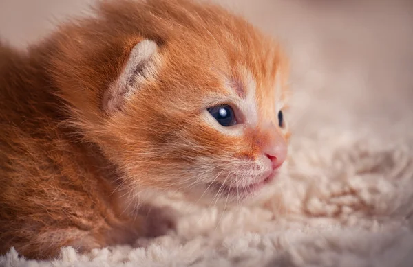 Czerwony zaprawa murarska kotek — Zdjęcie stockowe