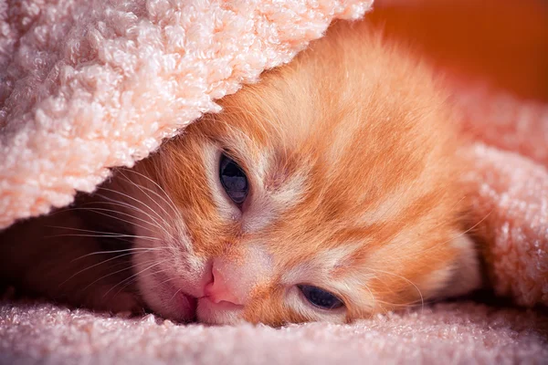 빨간 줄무늬 고양이 — 스톡 사진