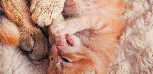 Νεογέννητος γατάκι με τη μητέρα — Φωτογραφία Αρχείου