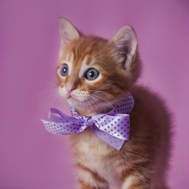 Kırmızı Tabby yavru kedi 