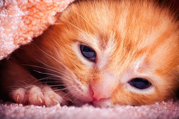 빨간 줄무늬 고양이 — 스톡 사진