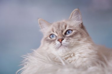 Neva masquerade kedi