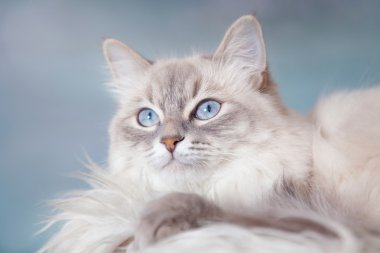 Neva masquerade kedi
