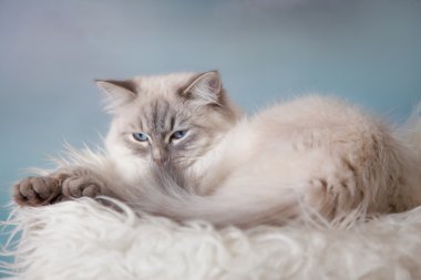 Neva masquerade kedi