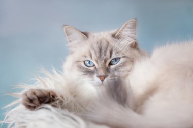 Neva masquerade kedi
