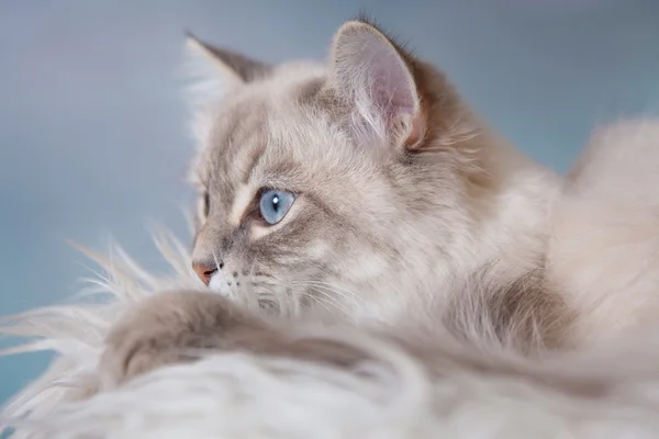 Neva 가상 고양이 — 스톡 사진