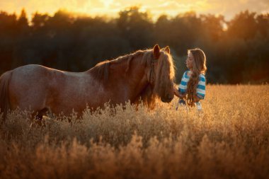 Beautiful long-haired young woman with red tinker horse in oats field at sunset