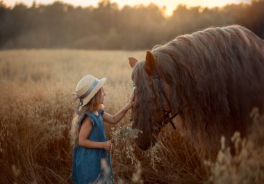 Little girl with red tinker horse (Gypsy cob) in oats evening field