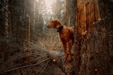 Bir sonbahar ormanında safkan Macar Vizsla köpek portresi 