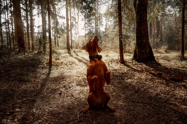 Honger Gefokt Vizsla Hondenportret Een Herfstbos — Stockfoto