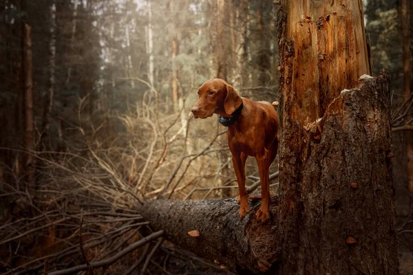 Purebri Ungherese Vizsla Cane Ritratto Una Foresta Autunnale — Foto Stock