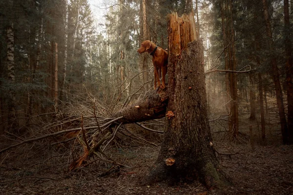 Retrato Cão Húngaro Puro Vizsla Uma Floresta Outono Imagem De Stock