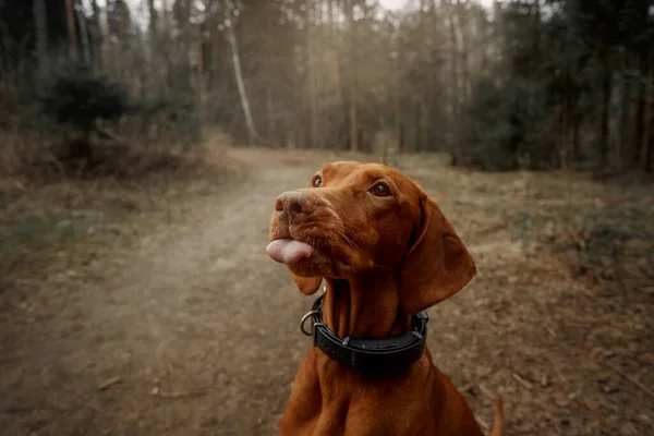 Renrasigt Ungerskt Vizsla Hundporträtt Höstskog Royaltyfria Stockfoton