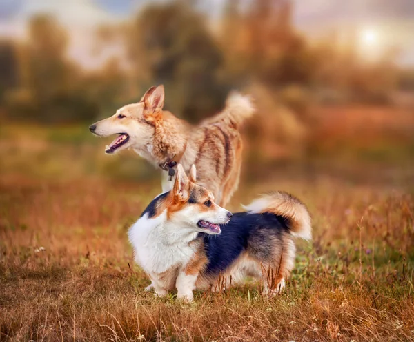 Pembroke Corgi galês e Laika retrato — Fotografia de Stock